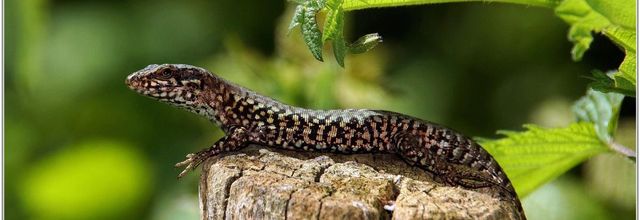 Lézard des Murailles (3) - Podarcis muralis