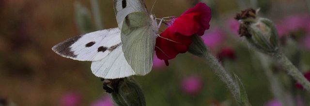 Simplement papillons : piéride et citron