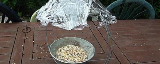 Les mésanges et autres petits oiseaux