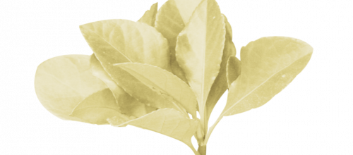 Ѽ Vegetation 