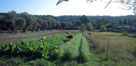 Cette commune a fondé une régie agricole 100 % bio