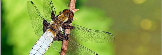 Libellule Déprimée (1) Libellula depressa / Mâle