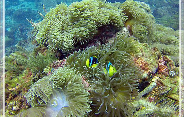 Poisson-clown de Clark, Yellowtail clownfish, Clark's anemonefish (Amphiprion clarkii) - Nosy Tsarabanjina - Archipel des Mitsio - Madagascar