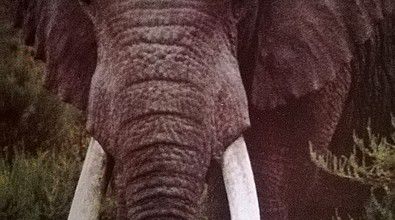 Les éléphants