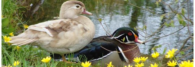 Canard carolin et sa femelle leucique - 2014