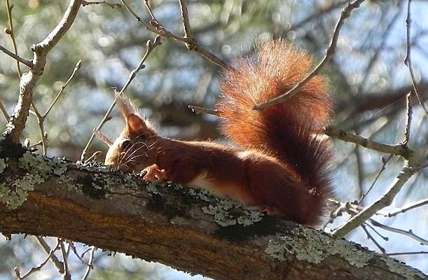 mon petit écureuil !