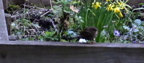 Troglodyte mignon