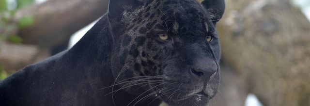 Parc Zoologique de Paris : Aramis, le jaguar (noir)