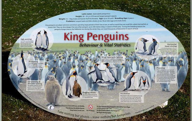 La vie des  Manchots Royaux de Volunteer Point - Falkland Islands, Iles Malouines, Islas Malvinas