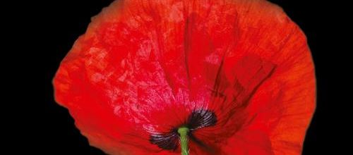 nos nouveautés coups de cœur mai 2019