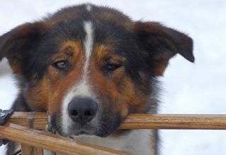 Balou