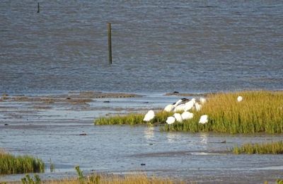 Les oiseaux à la Coupelasse octobre 2018