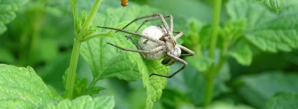 L'araignée mal aimée