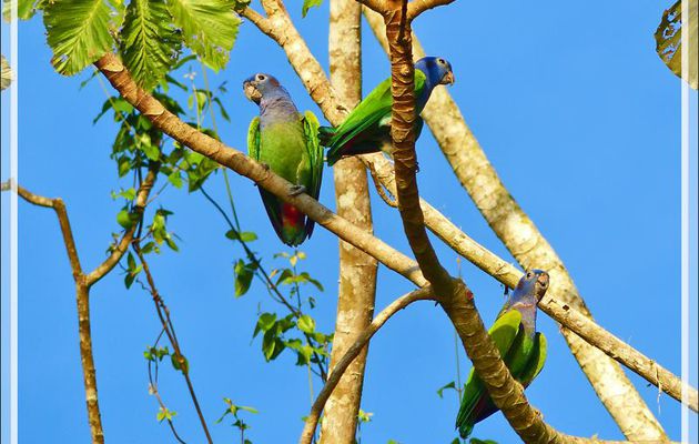 Perroquet Pione à tête bleue, Blue-headed Parrot (Pionus menstruus) - Puerto Maldonado - Pérou
