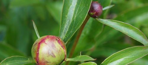 Un instant au jardin : la douceur d'un bouton de pivoine