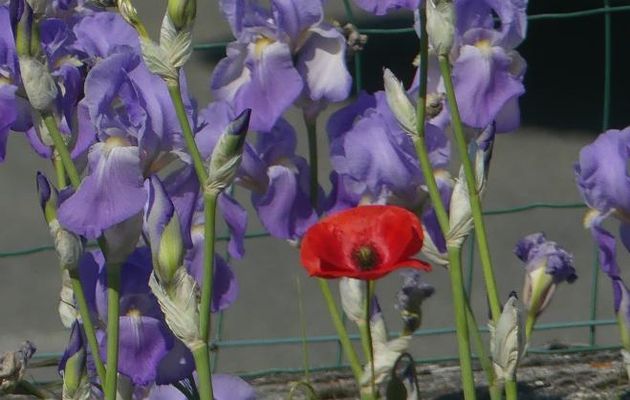 LE  JARDIN  S'ANIME