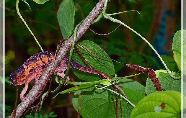 Couple de Caméléons panthère, Panther chameleon (Furcifer pardalis) - Nosy Tanikely - Madagascar