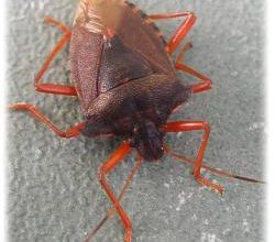 Pentatoma rufipes, la punaise des bois