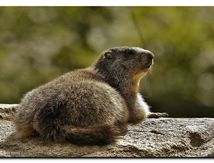 Marmotton
