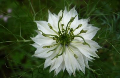 une jolie passiflore pour le week-end...