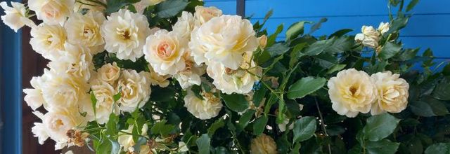 Les fleurs de Juillet..