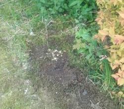 Les calamités du jardin