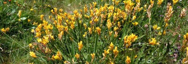 Genista sagittalis - genêt sagitté - génistrelle