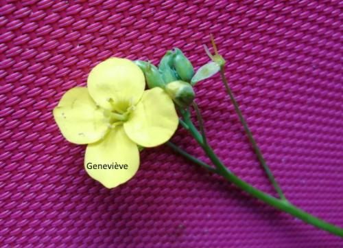 Fête des mères 2021...