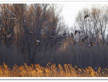 Grue cendrée - Grus grus