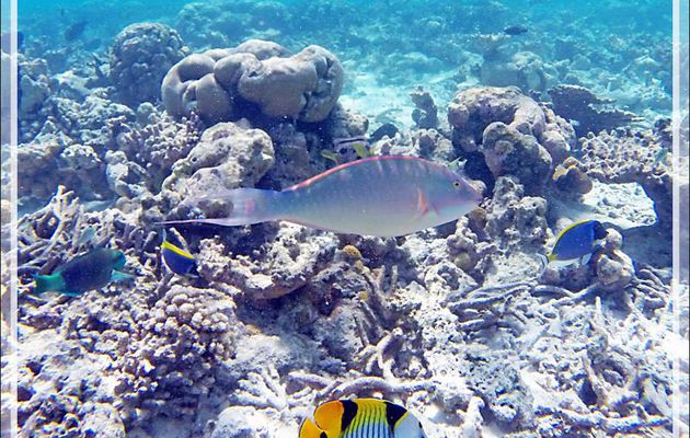  Snorkeling : Poisson-perroquet jaune, Perroquet candelamoa, Perroquet chevalin, Perroquet à long nez, Longnose parrotfish, Candelamoa parrotfish (Hipposcarus harid) - Moofushi, Atoll d'Ari, Maldives