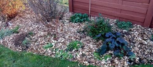 Travaux de fin janvier 2024 : épandre du broyat dans les parterres.