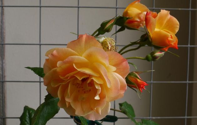 NOUVELLES PHOTOS