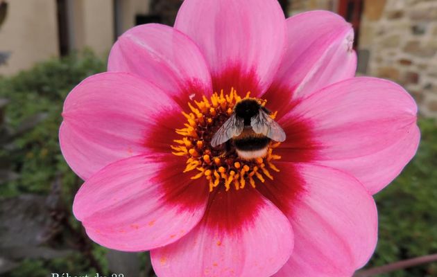 un bourdon sur une jolie fleur