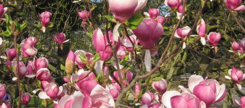 magnolia