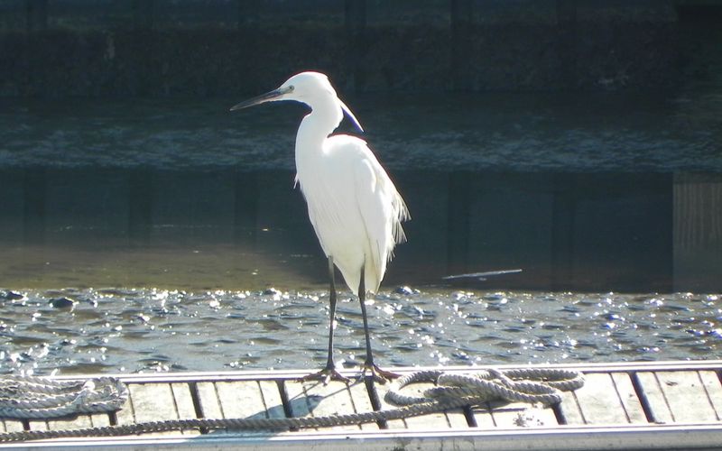 L'oiseau du jour ! à Arcachon