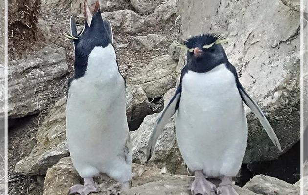 Gorfous sauteurs, Southern Rockhopper Penguin (Eudyptes chrysocome) - Coffin's Harbour - New Island - Falkland (Malouines, Malvinas) - Grande-Bretagne