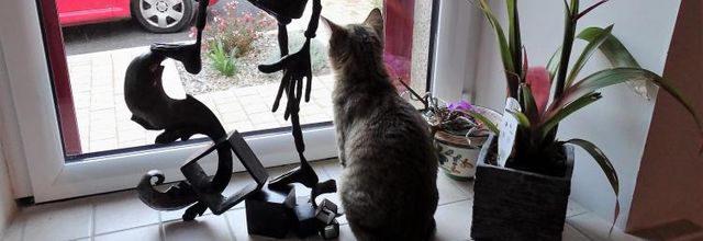 Dimanche c'est chat
