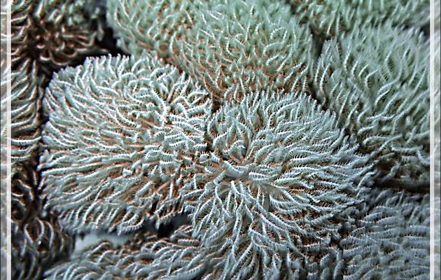 Je verrais bien, sous toute réserve  : Corail Xénia duveteux, Grande plume d'autruche, Xénie sessile, Feathery xenid (Anthelia glauca) - Baleine - Tsarabanjina - Mitsio - Madagascar