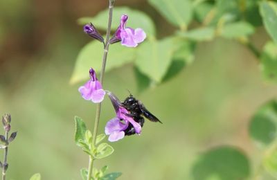 L'abeille charpentière