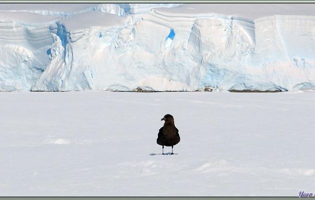  Labbe (ou skua) antarctique (Stercorarius antarcticus) - Wilhelmina Bay - Péninsule Antarctique