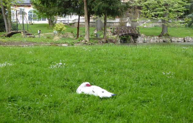 LA  VIE  DES  ANIMAUX