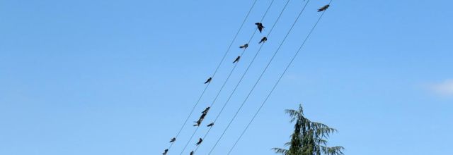 les hirondelles sur le fils