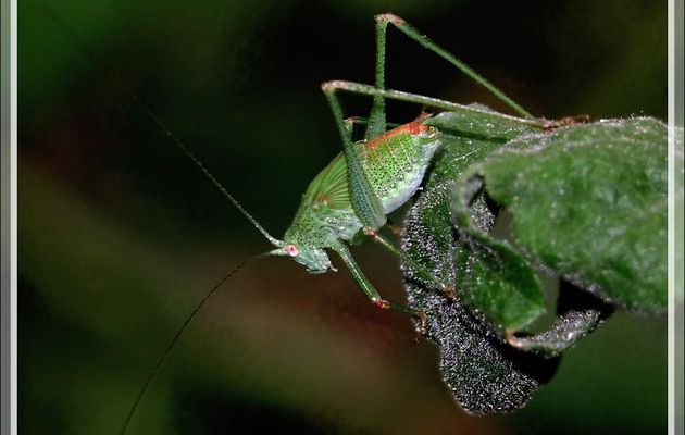 Leptophye ponctuée, Sauterelle ponctuée mâle (Leptophyes punctatissima) - Lartigau - Milhas - 31