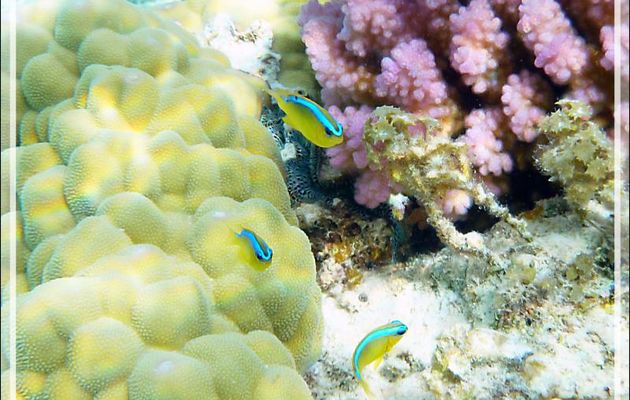 Demoiselle de Brownrigg, Surge damselfish (Chrysiptera brownriggii) - Lagon de la Pension Kuriri - Maupiti - Polynésie française