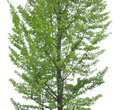 Ѽ Vegetation 