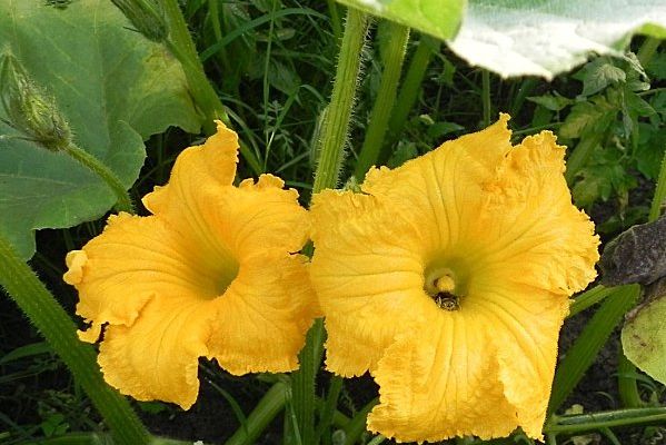 fleurs du jardin