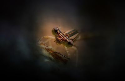 Voyage intimiste chez les Demoiselles