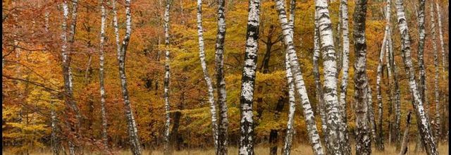 Rambouillet : L'automne : Citations 