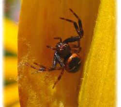 Synema globosum, l'araignée Napoléon    