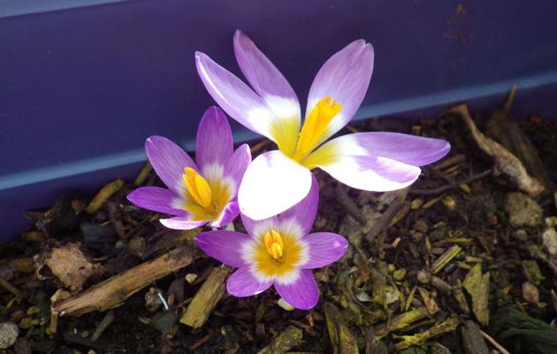 PETITE FLEUR